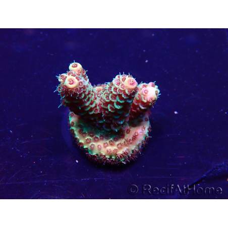 WYSIWYG Acropora Maricultura aclimatada LED