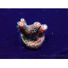 WYSIWYG Acropora Marikultur akklimatisiert LED