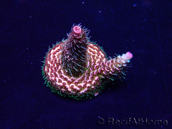 WYSIWYG Acropora 15W8 Mariculture acclimaté led
