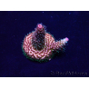 WYSIWYG Acropora Marikultur akklimatisiert LED