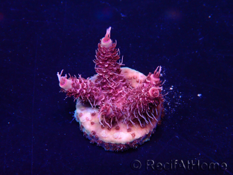 WYSIWYG Acropora Maricoltura acclimatata a LED