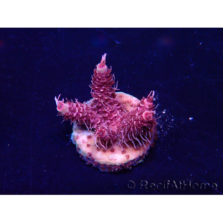 WYSIWYG Acropora Maricoltura acclimatata a LED
