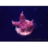WYSIWYG Acropora 15X2 Mariculture acclimaté led