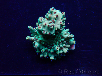 WYSIWYG Acropora Maricoltura acclimatata a LED