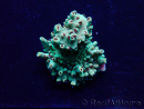 WYSIWYG Acropora Maricoltura acclimatata a LED