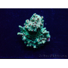 WYSIWYG Acropora 15X6 Mariculture acclimaté led