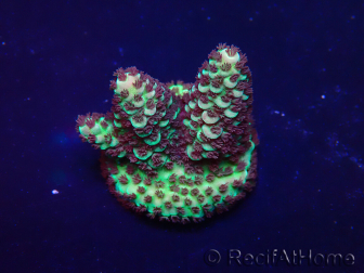 WYSIWYG Acropora 15X7 Mariculture acclimaté led