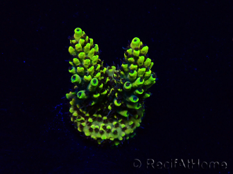 WYSIWYG Acropora Maricultura aclimatada LED