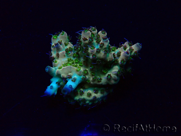 WYSIWYG Acropora Maricoltura acclimatata a LED