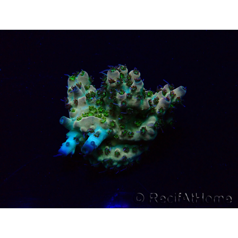 WYSIWYG Acropora 15Y8 Mariculture acclimaté led