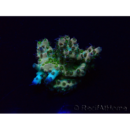 WYSIWYG Acropora Maricoltura acclimatata a LED