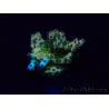 WYSIWYG Acropora 15Y8 Mariculture acclimaté led