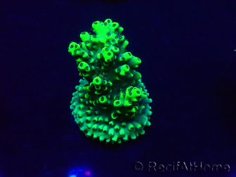 WYSIWYG Acropora Maricultura aclimatada LED