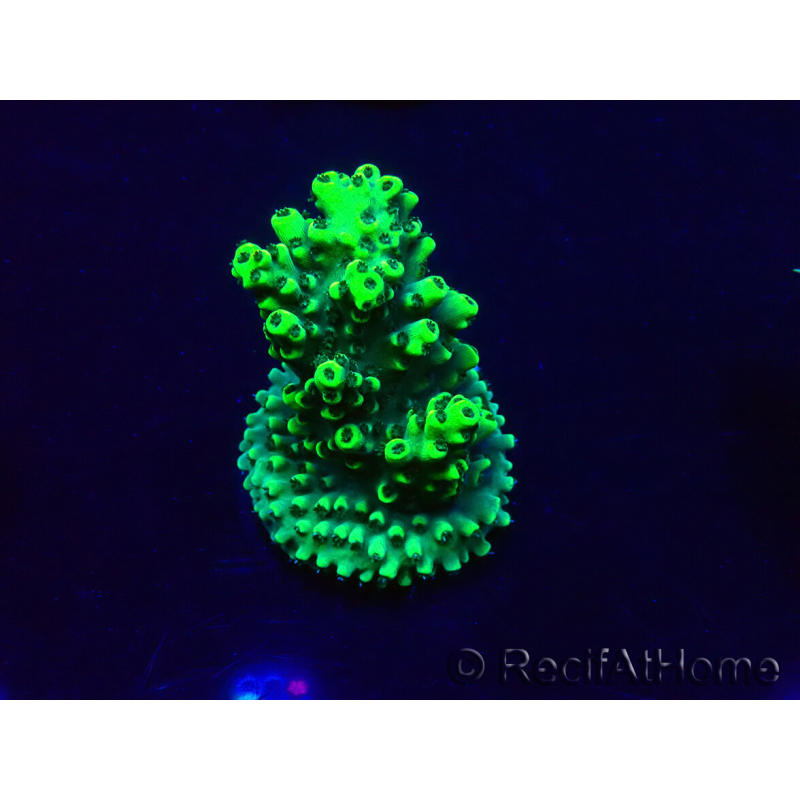 WYSIWYG Acropora 15Z3 Mariculture acclimaté led