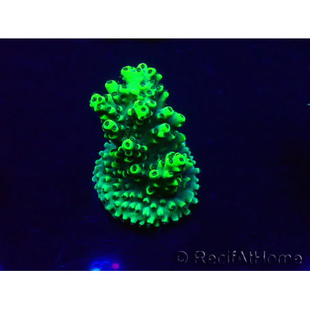 WYSIWYG Acropora Maricultura aclimatada LED