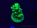WYSIWYG Acropora Mariculture acclimated LED