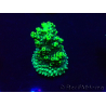 WYSIWYG Acropora 15Z3 Mariculture acclimaté led