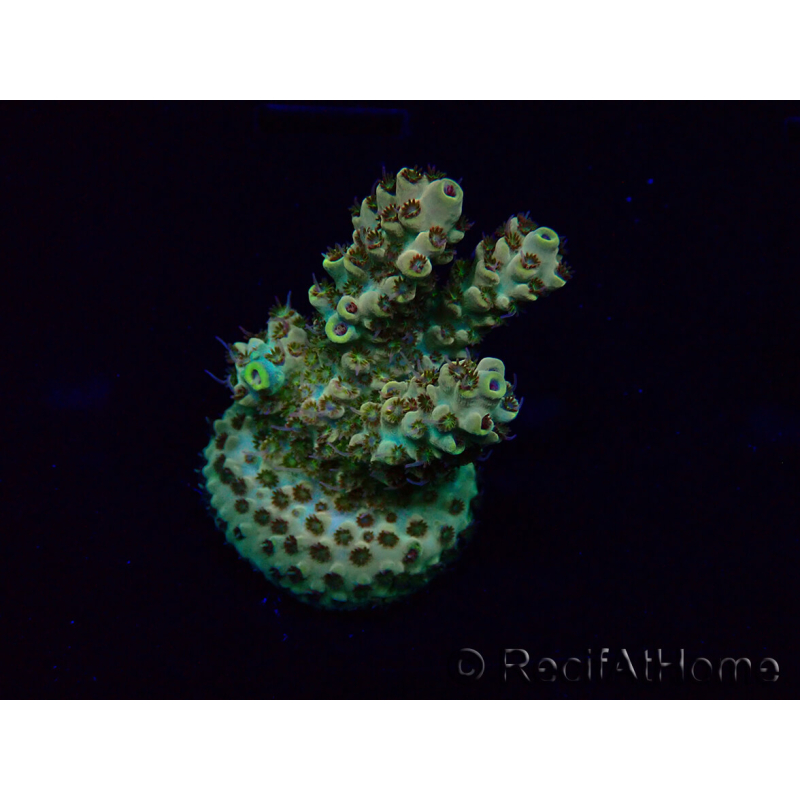 WYSIWYG Acropora Maricultura aclimatada LED