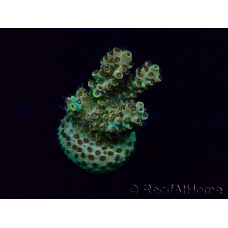 WYSIWYG Acropora Maricultuur geacclimatiseerd LED