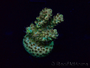 WYSIWYG Acropora Maricoltura acclimatata a LED