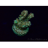 WYSIWYG Acropora Maricoltura acclimatata a LED