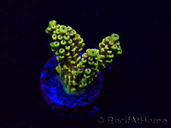 WYSIWYG Acropora Marikultur akklimatisiert LED