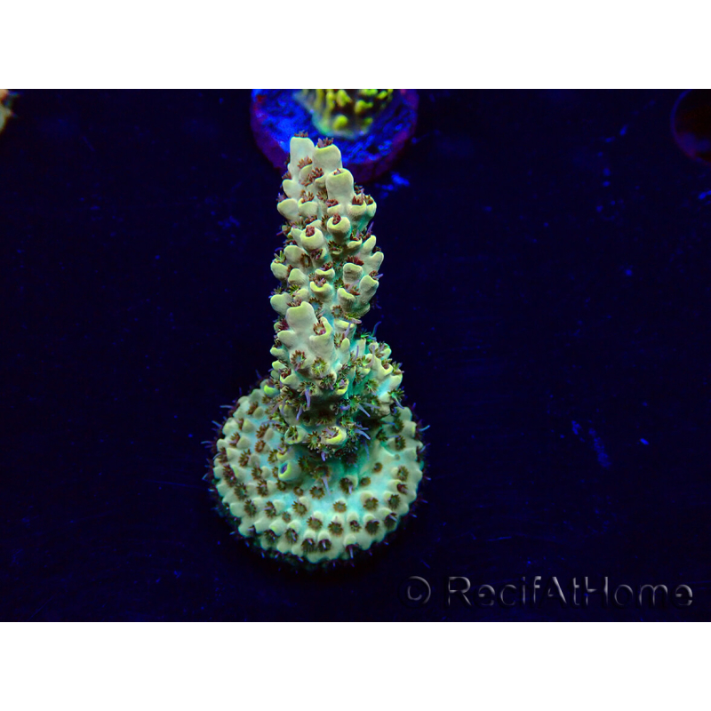 WYSIWYG Acropora Mariculture acclimated LED