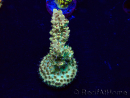 WYSIWYG Acropora Marikultur akklimatisiert LED