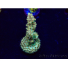 WYSIWYG Acropora Mariculture acclimated LED