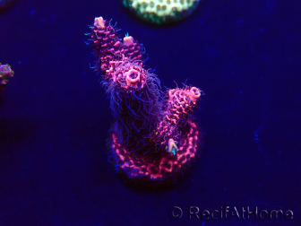 WYSIWYG Acropora Maricultuur geacclimatiseerd LED