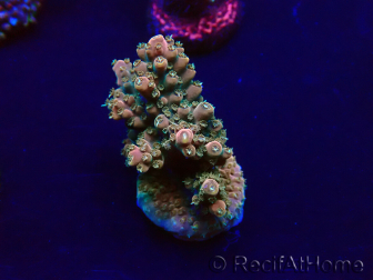 WYSIWYG Acropora 15Z10 Mariculture acclimaté led