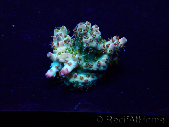 WYSIWYG Acropora Maricoltura acclimatata a LED