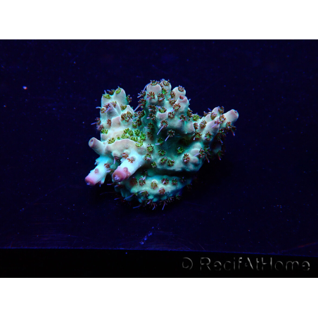 WYSIWYG Acropora Maricoltura acclimatata a LED