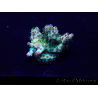 WYSIWYG Acropora 15Y8 Mariculture acclimaté led