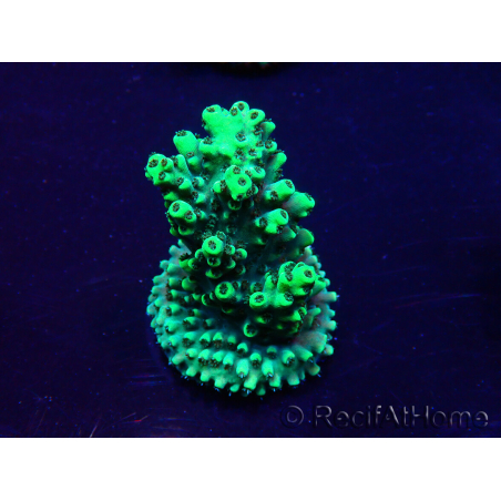 WYSIWYG Acropora Mariculture acclimated LED
