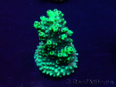 WYSIWYG Acropora Mariculture acclimated LED
