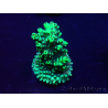 WYSIWYG Acropora 15Z3 Mariculture acclimaté led