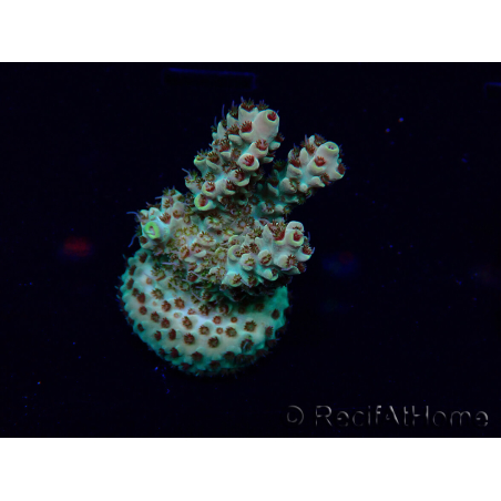 WYSIWYG Acropora Maricoltura acclimatata a LED