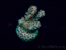 WYSIWYG Acropora Mariculture acclimated LED