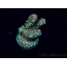 WYSIWYG Acropora Marikultur akklimatisiert LED