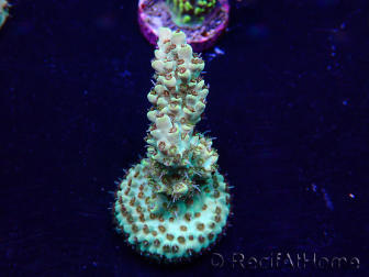 WYSIWYG Acropora Maricoltura acclimatata a LED