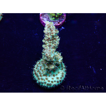 WYSIWYG Acropora Maricoltura acclimatata a LED