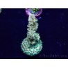 WYSIWYG Acropora Maricultuur geacclimatiseerd LED