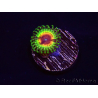 WYSIWYG - Zoanthus WWC Little Shop of Horrors 40B11