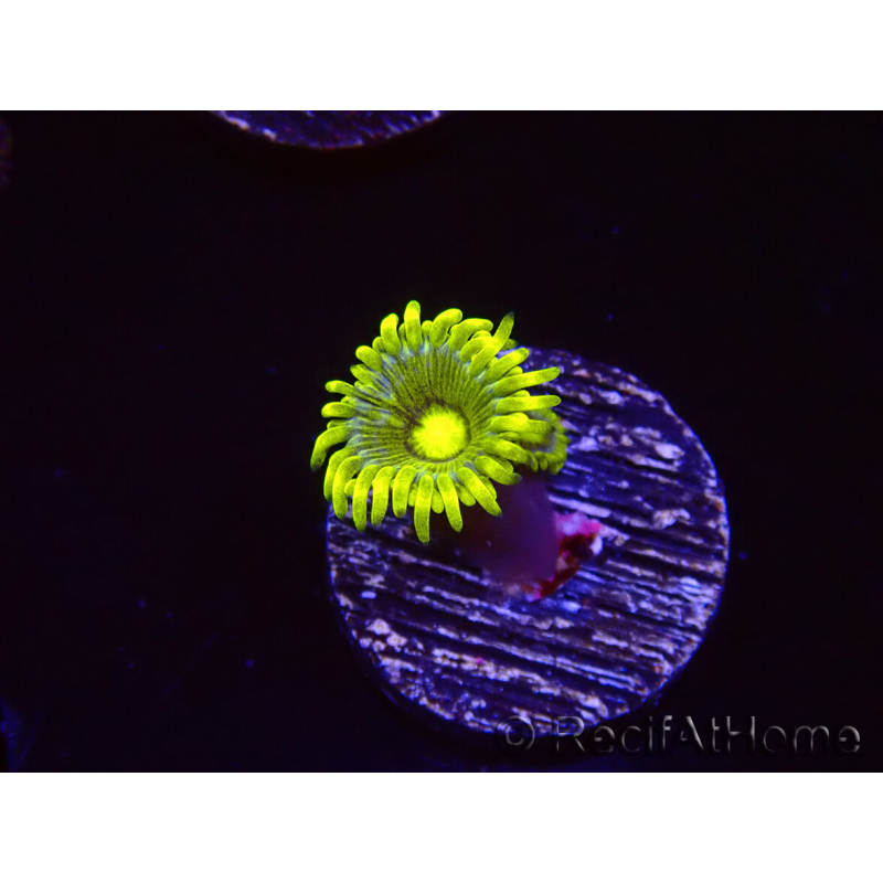 WYSIWYG - Zoanthus Corona 40J7