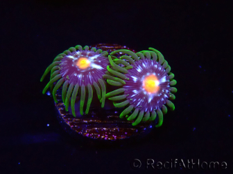 WYSIWYG - JF Zoanthus Stargazer 40K5