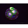 WYSIWYG - JF Zoanthus Stargazer 40K8