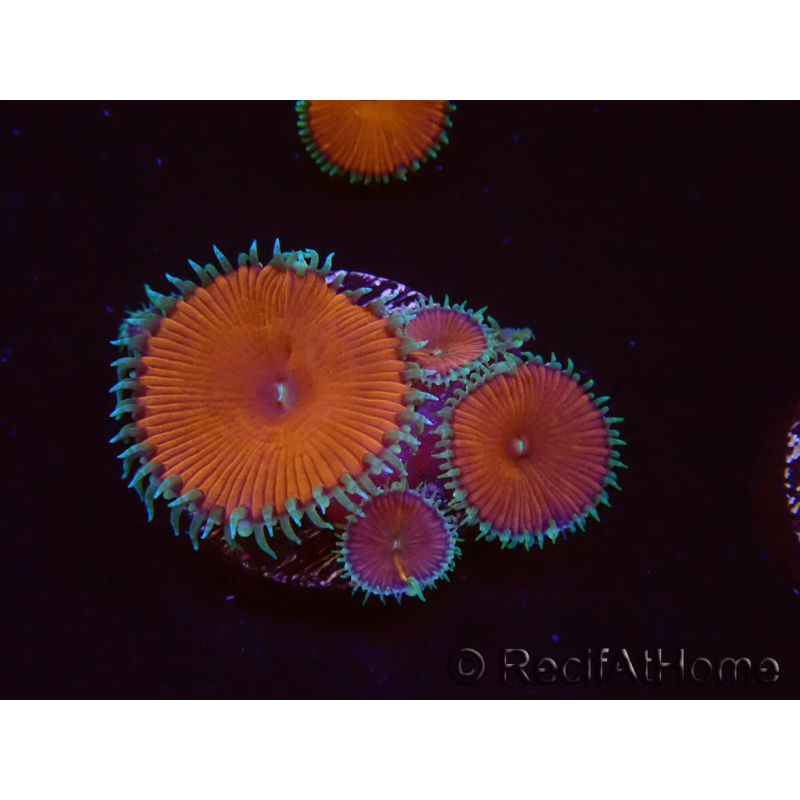 WYSIWYG - Protopalythoa red death 40M10