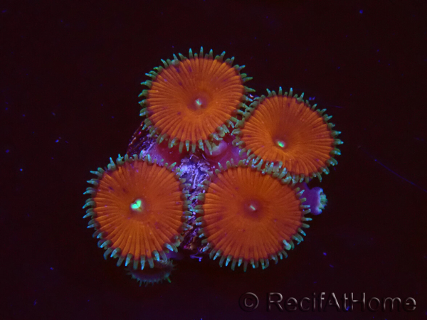 WYSIWYG - Protopalythoa red death 40M11