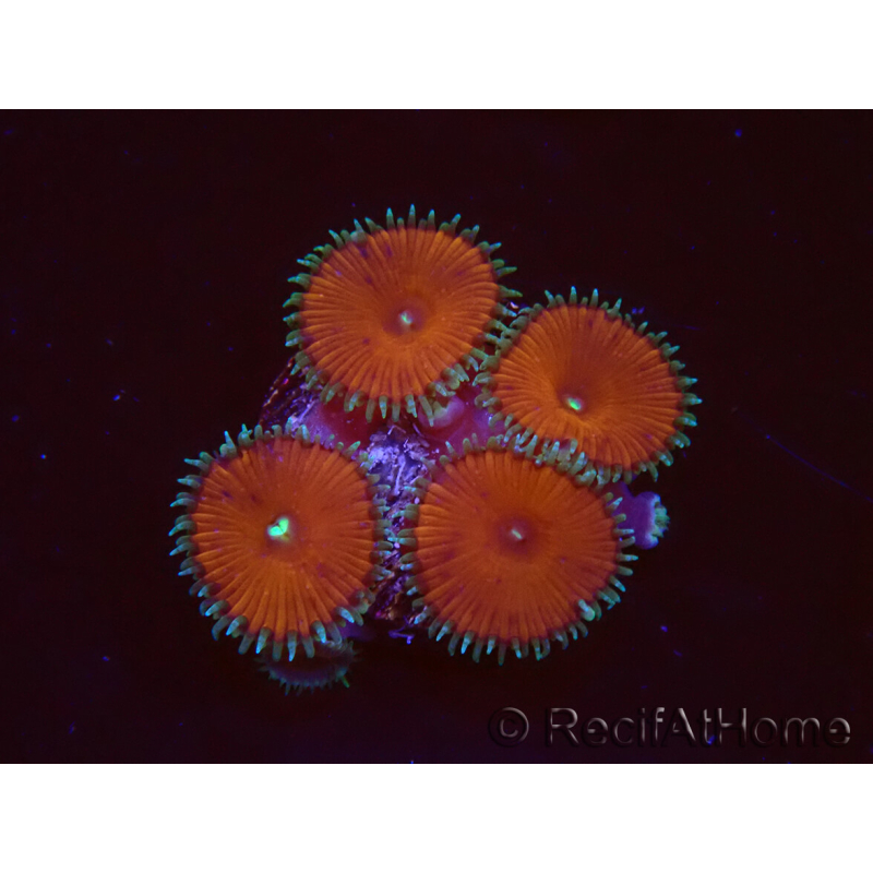WYSIWYG - Protopalythoa red death 40M11